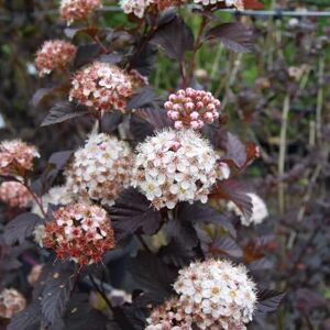 Physocarpus opulifolius 'Diabolo'PBR 40-60 cm